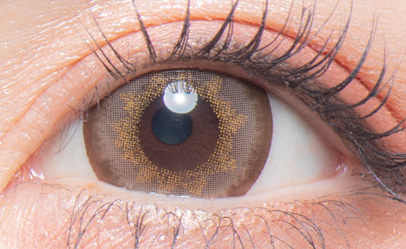 colors 1day メガブラウン