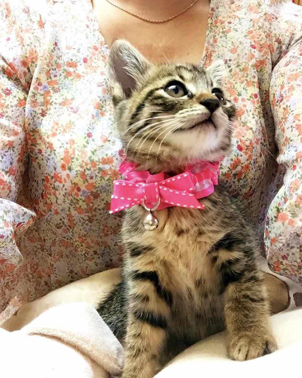 リサ・ラーソン♡クッションファンデマニア on LIPS 「皆さま❤ありがとうございます❤私共は、確か、、、Lips始めて..」(3枚目)