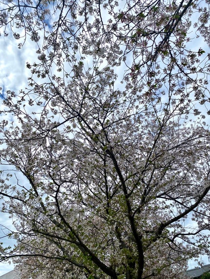 ネイルシール/Qoo10/ネイルシールを使ったクチコミ(4枚目)