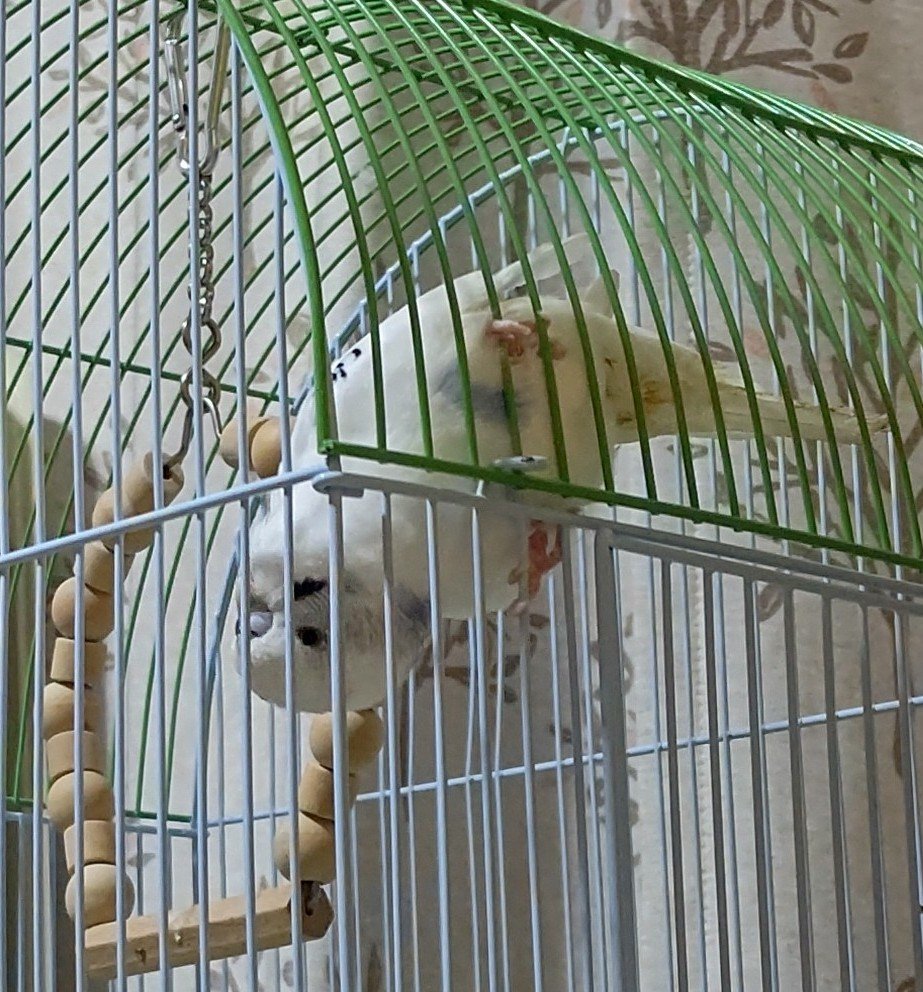 ケアリーヴ治す力/ニチバン/その他を使ったクチコミ（1枚目）