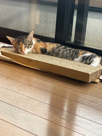 ドライシャンプーシート ヘア&ボディ フレッシュシトラスペアの香り/ダイアン/ボディシートを使ったクチコミ(2枚目)