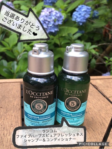 L'OCCITANE ファイブハーブス ピュアフレッシュネス シャンプー／コンディショナーのクチコミ「こんにちは！
ご覧頂きありがとうございます❤︎

#提供＿ロクシタン

ロクシタン　
ファイブ.....」（1枚目）