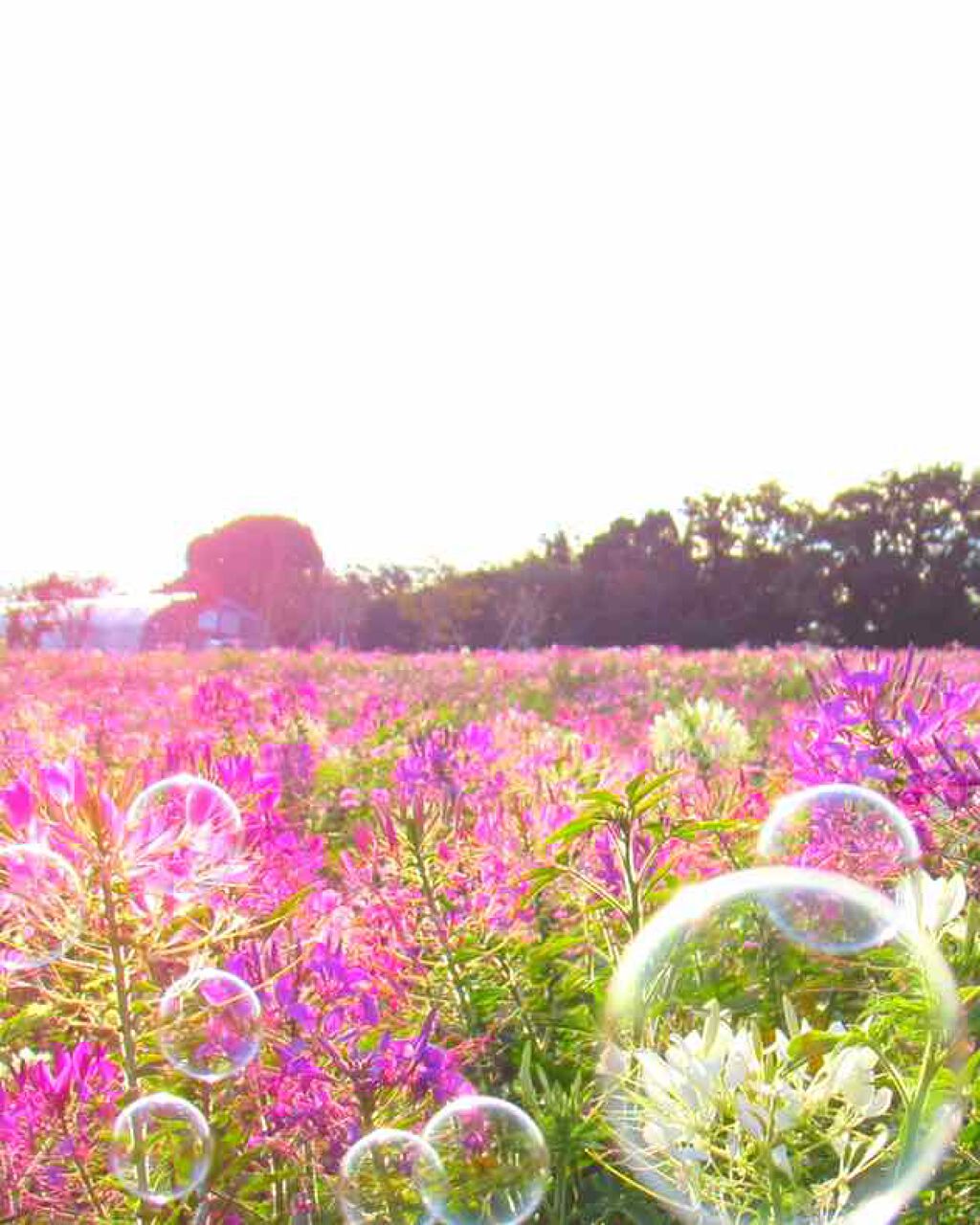 ザ・タイムR アクア/IPSA/化粧水を使ったクチコミ(1枚目)