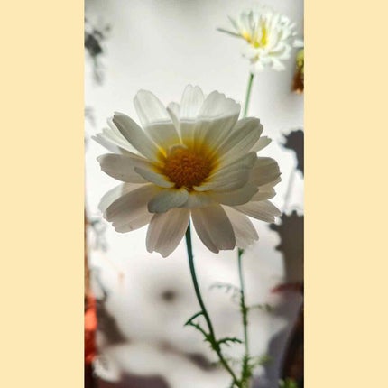 インビジブルピーリングブースターエッセンス/CNP Laboratory/ブースター・導入液を使ったクチコミ(1枚目)