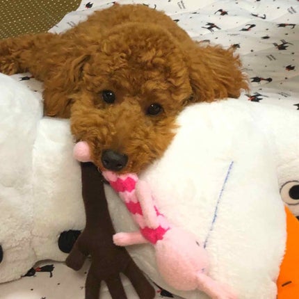 こすめのーと on LIPS 「すみません😣🙏💦またまたコスメやメイク💄とは関係無い投稿なので..」(3枚目)