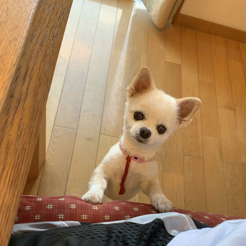 Hoookoko on LIPS 「ワンワン..」(1枚目)