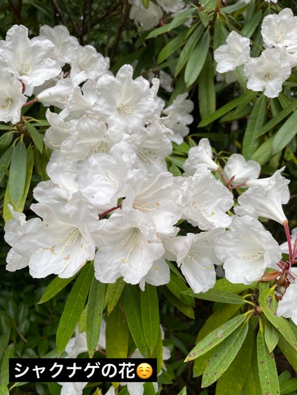 ボーム エサンシエル/CHANEL/スティックハイライトを使ったクチコミ(6枚目)