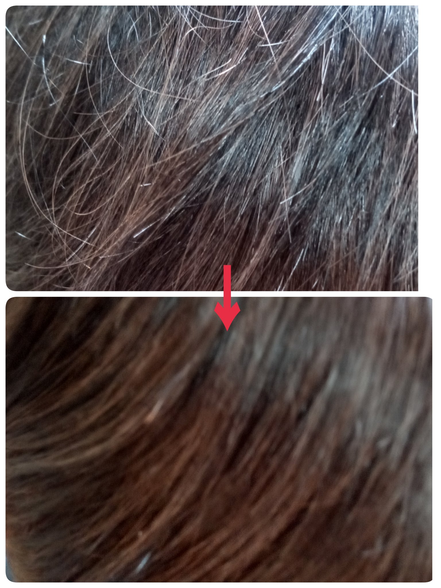 海藻 ヘア エッセンス しっとり/ラサーナ/ヘアオイルを使ったクチコミ（2枚目）