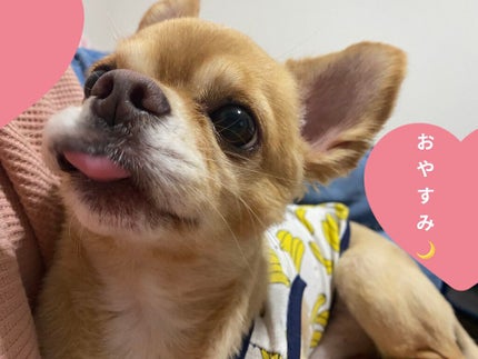 ぷぅぴぃ《紫コス部💜💗》 on LIPS 「🧈🧈🧈フェアリーボディーバター🧈🧈🧈🌸🌸ファシナンテピオニーの..」(6枚目)