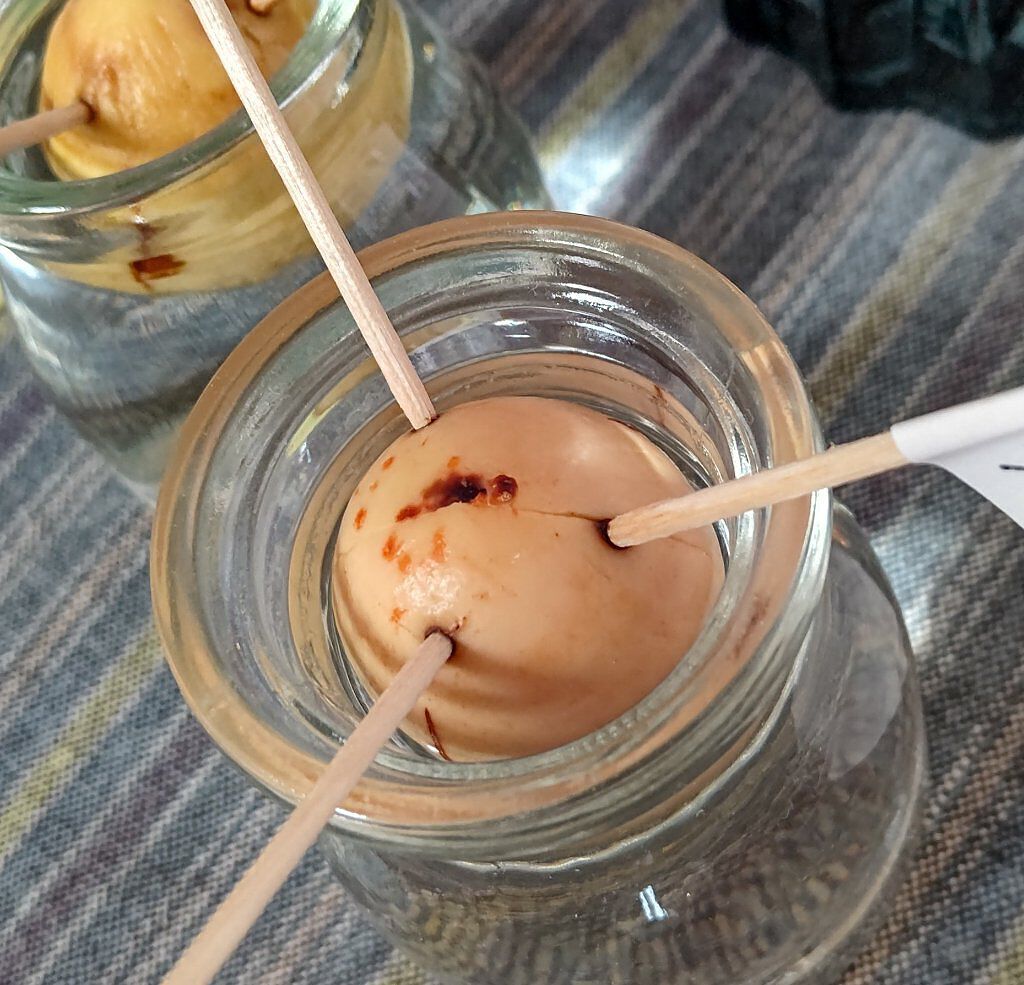 ガラス花瓶/DAISO/その他を使ったクチコミ（2枚目）