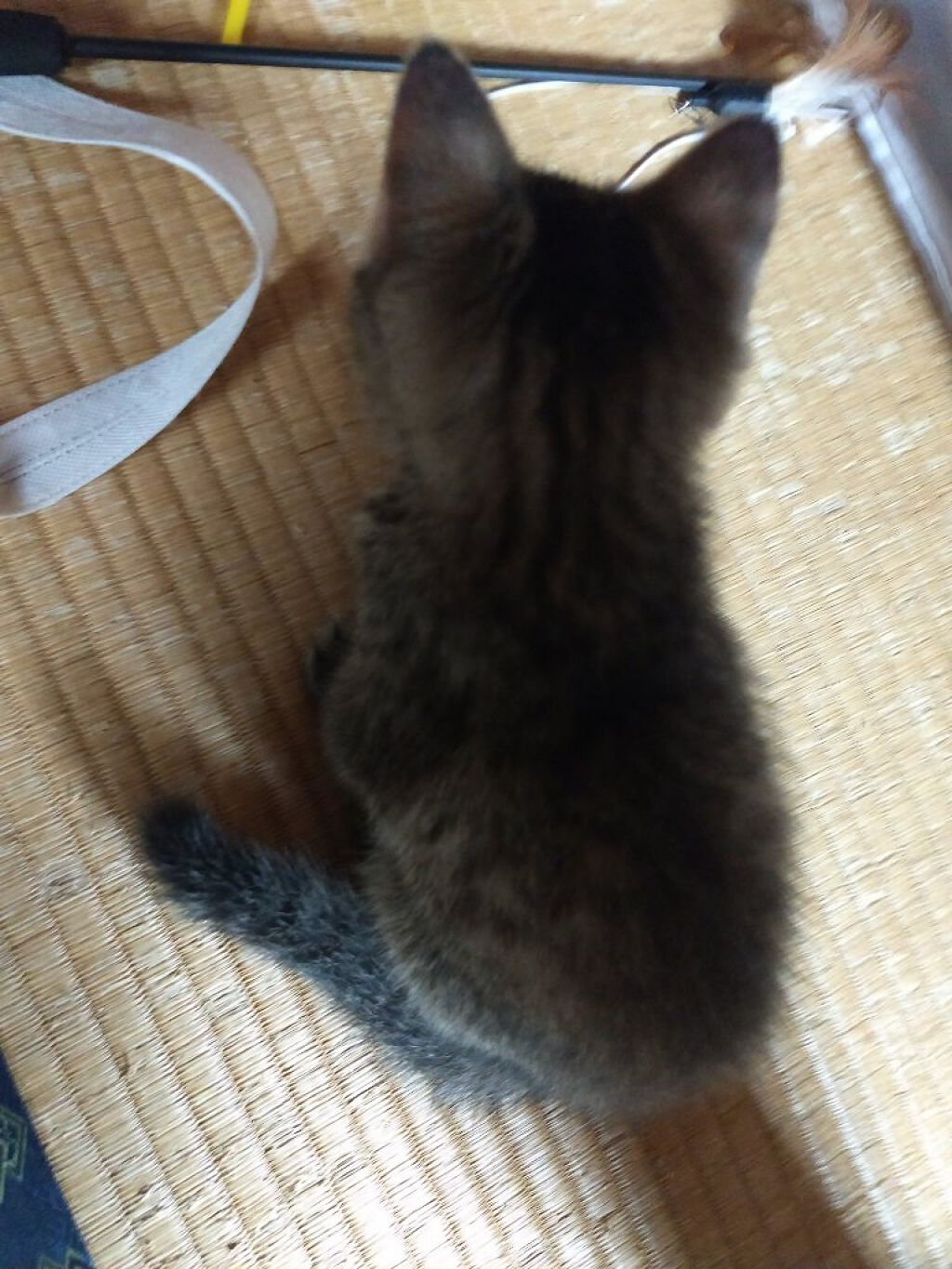 １日分の野菜/伊藤園/野菜ジュースを使ったクチコミ（2枚目）