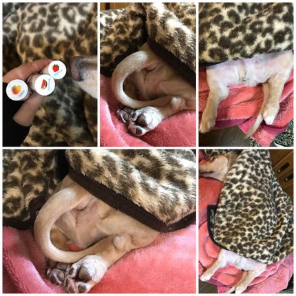 キャンディ ブロッサム リップグロス/キャンディ ブロッサム/リップグロスを使ったクチコミ(4枚目)