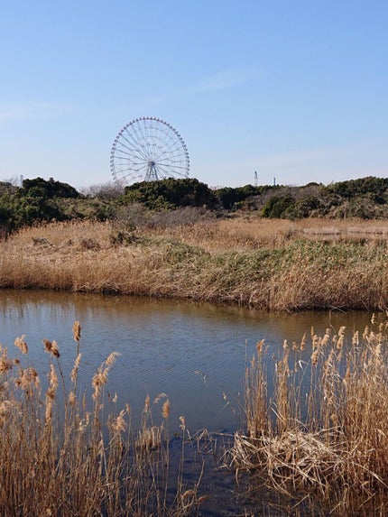 にゃーにゃ一団 on LIPS 「こんばんは😃🌃今日も昼すぎから臨海公園🎄⛲へ(・・;)ポケモン..」(4枚目)