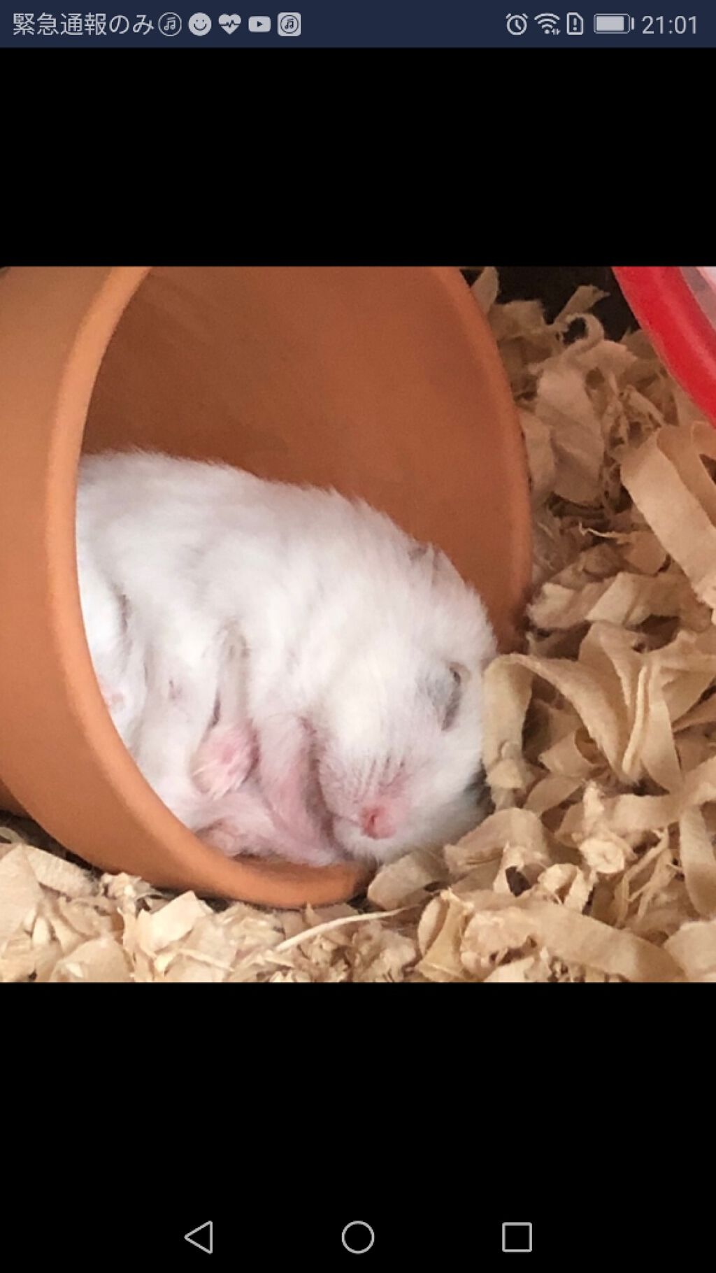 オイルトリートメント #EXヘアオイル/ルシードエル/ヘアオイルを使ったクチコミ(1枚目)