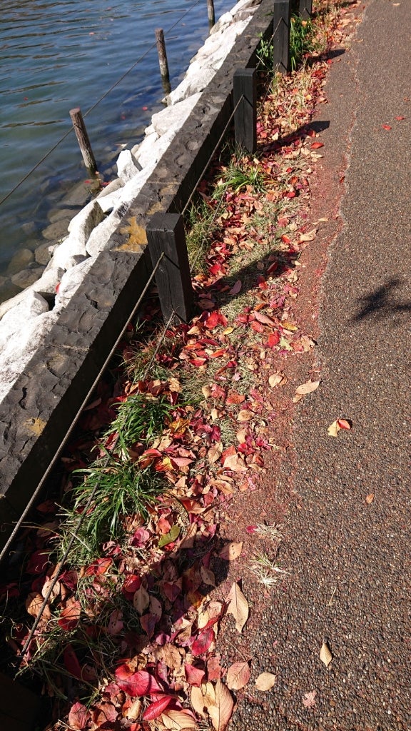 にゃーにゃ一団 on LIPS 「今日は朝から妹と親とポケモンのアイテム取りにいつもの散歩コース..」(2枚目)