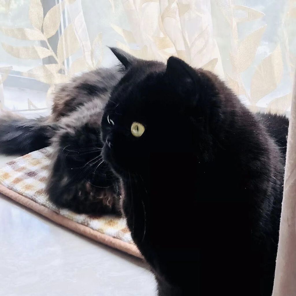 ステイオンバームルージュ/キャンメイク/口紅を使ったクチコミ（1枚目）