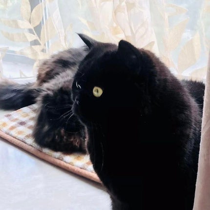 ステイオンバームルージュ/キャンメイク/口紅を使ったクチコミ(1枚目)