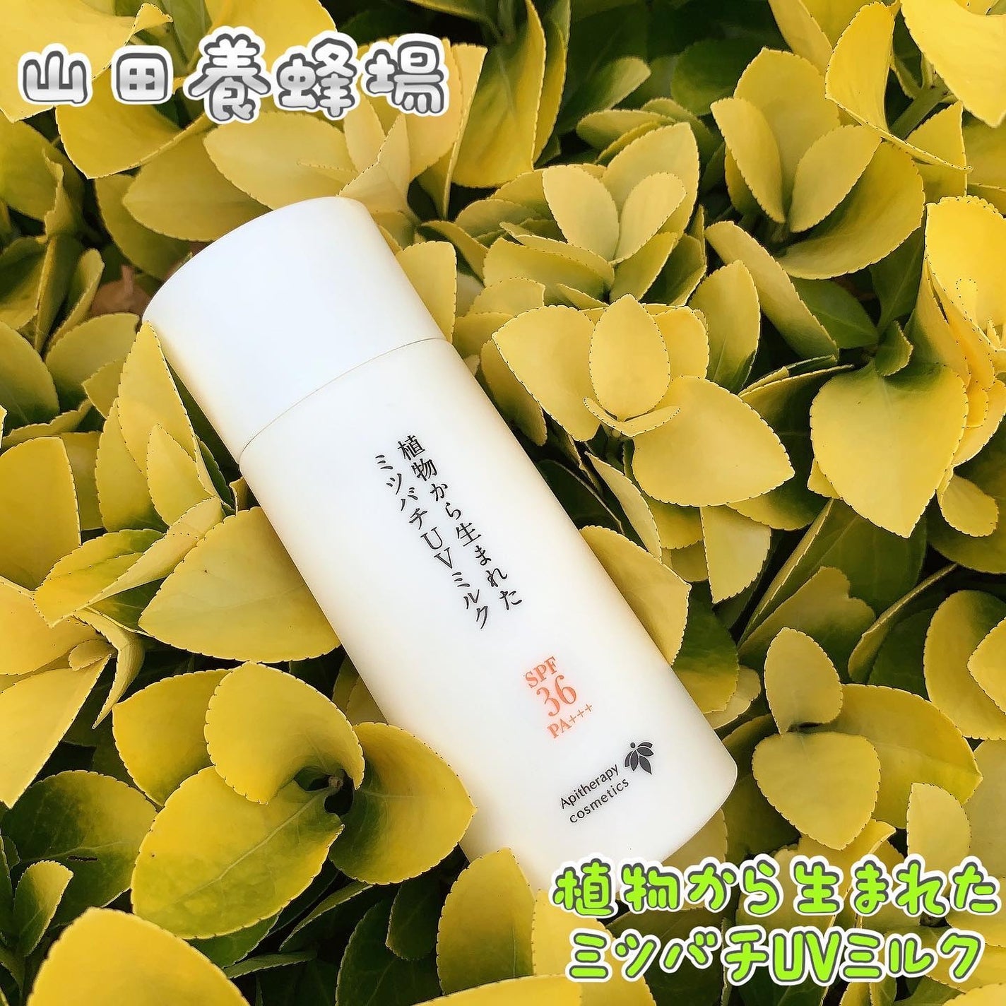 植物から生まれたミツバチUVミルク/アピセラピーコスメティクス/日焼け止めミルクを使ったクチコミ(1枚目)