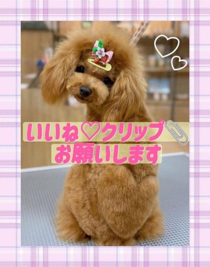 シャドウパレット/dasique/アイシャドウパレットを使ったクチコミ(3枚目)