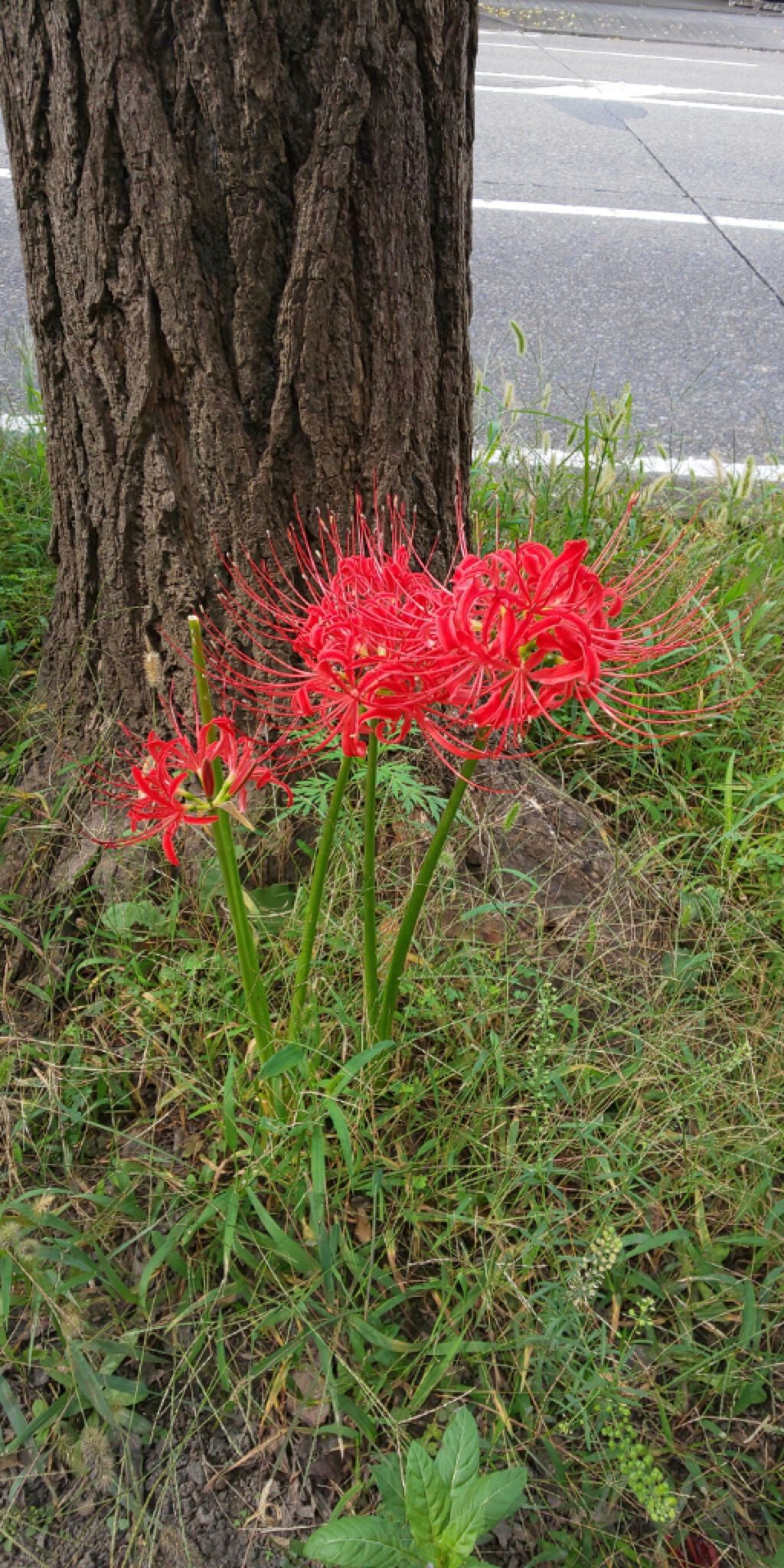 相談/その他を使ったクチコミ（1枚目）