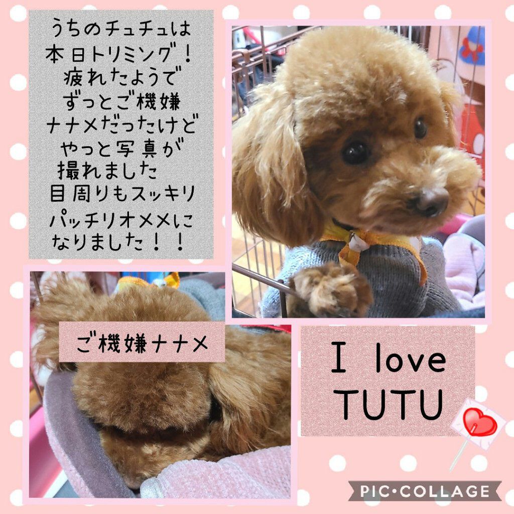 リキッドルージュ ティント(1/5新発売) 02　チュチュ バレリーナ（可憐に舞うスウィートピンク）/PAUL & JOE BEAUTE/リップティントを使ったクチコミ（3枚目）