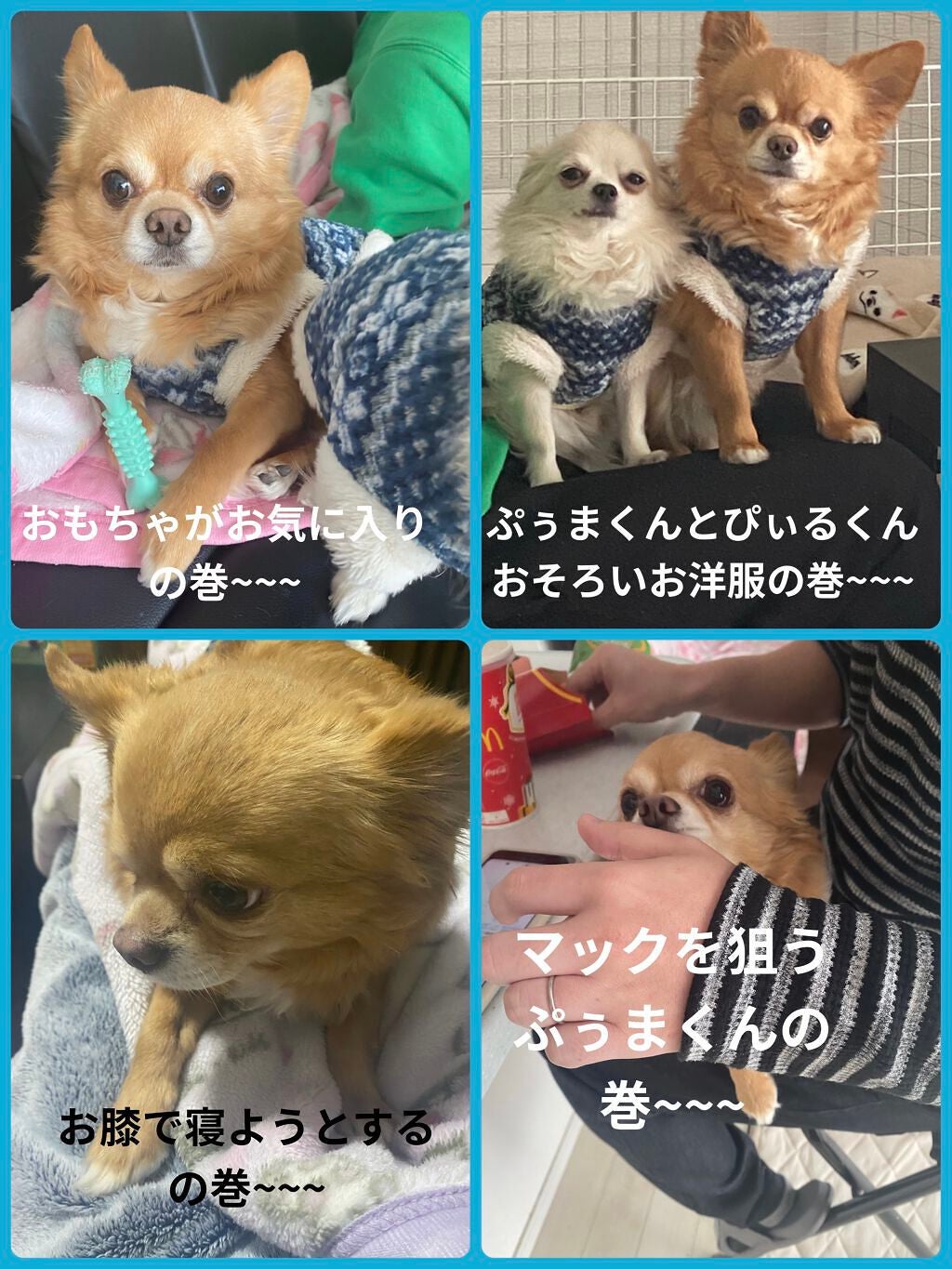 ぷぅぴぃ《紫コス部💜💗》 on LIPS 「2022年1月25日愛すべき家族✨ぷぅまくんHappybirt..」(9枚目)