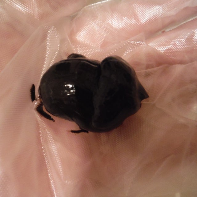 ウエラトーン エッセンスイン カラートリートメント/ウエラ/ヘアカラーを使ったクチコミ(4枚目)