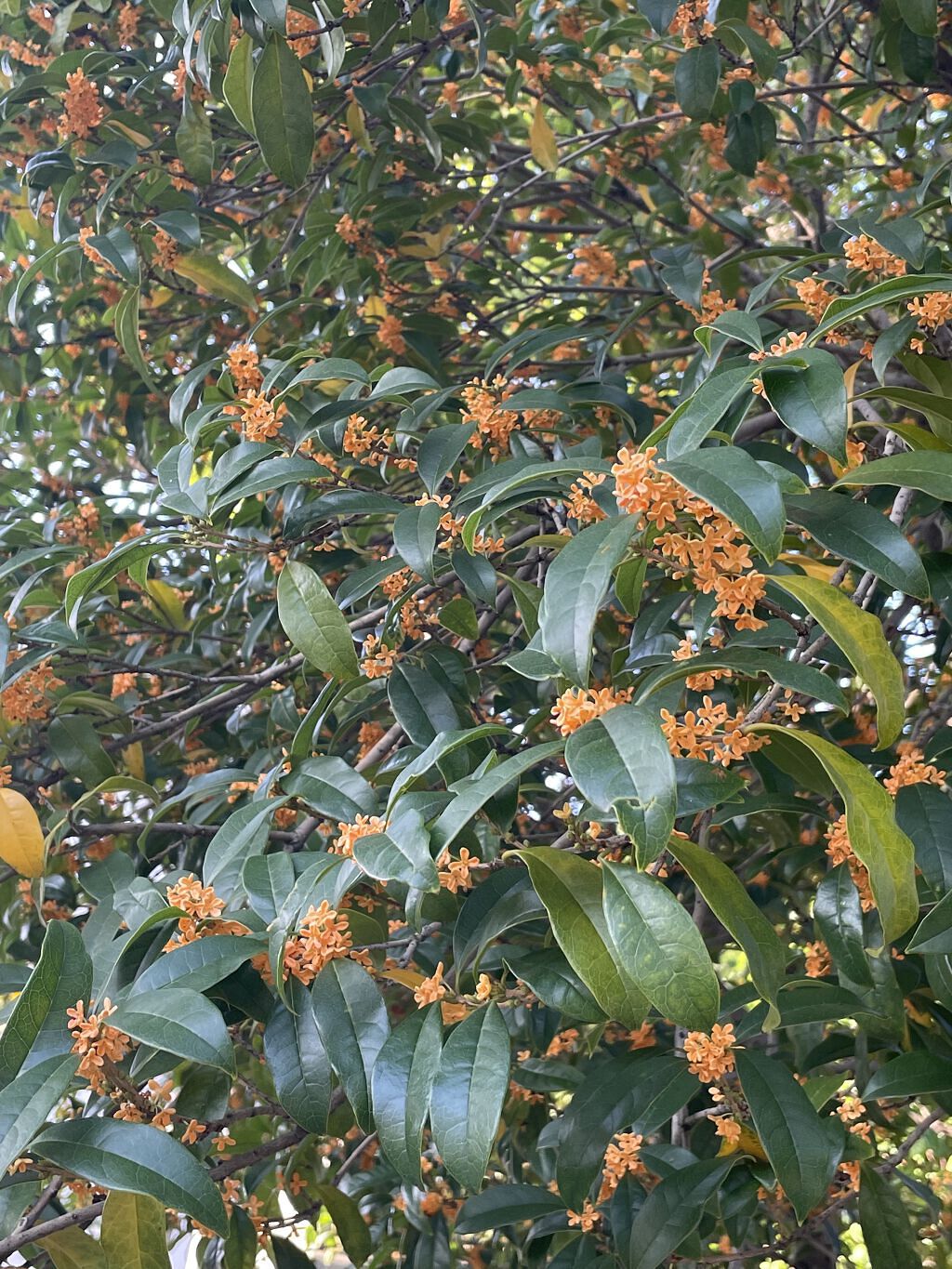 白潤プレミアム 薬用浸透美白化粧水(しっとりタイプ)/肌ラボ/化粧水を使ったクチコミ（1枚目）