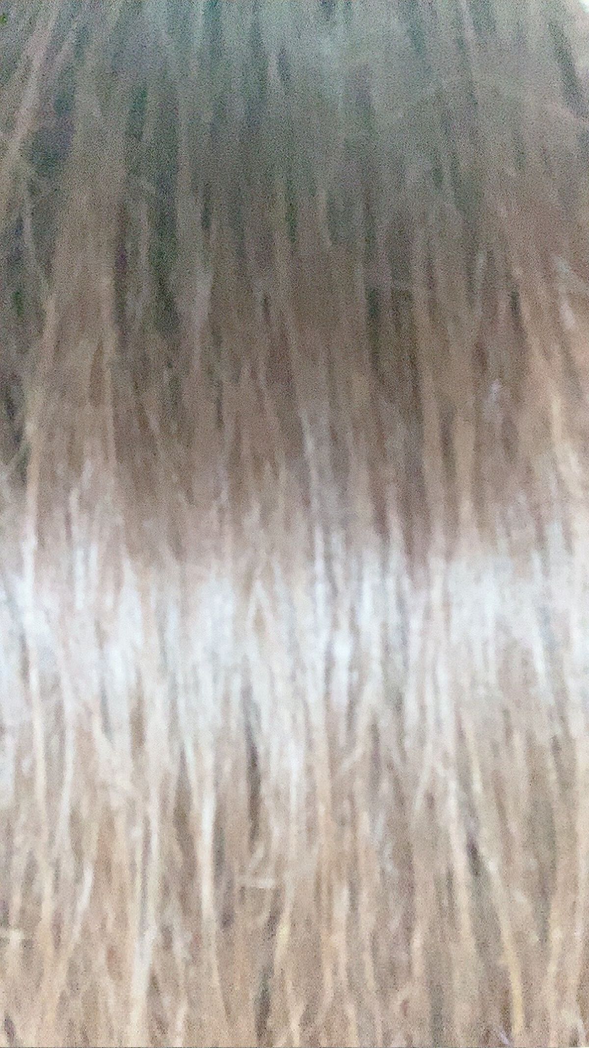 クレイクリームシャンプー(モイスト)/cocone/市販シャンプーを使ったクチコミ(4枚目)