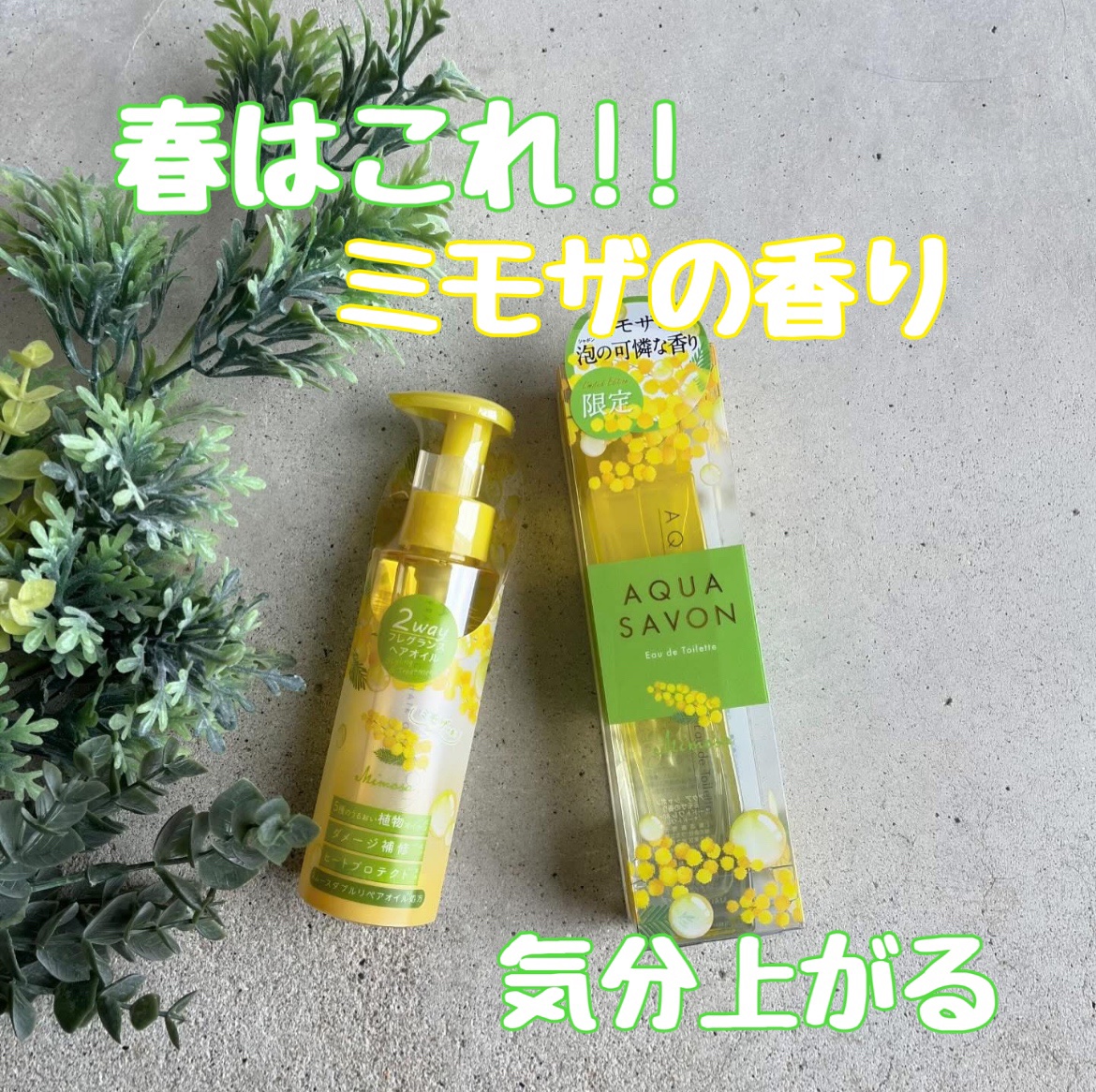 アクア シャボン ミモザの香り オードトワレ/アクアシャボン/香水(その他)を使ったクチコミ（1枚目）