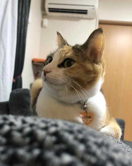 mc ジェルネイルシール/3COINS/ネイルシールを使ったクチコミ(4枚目)