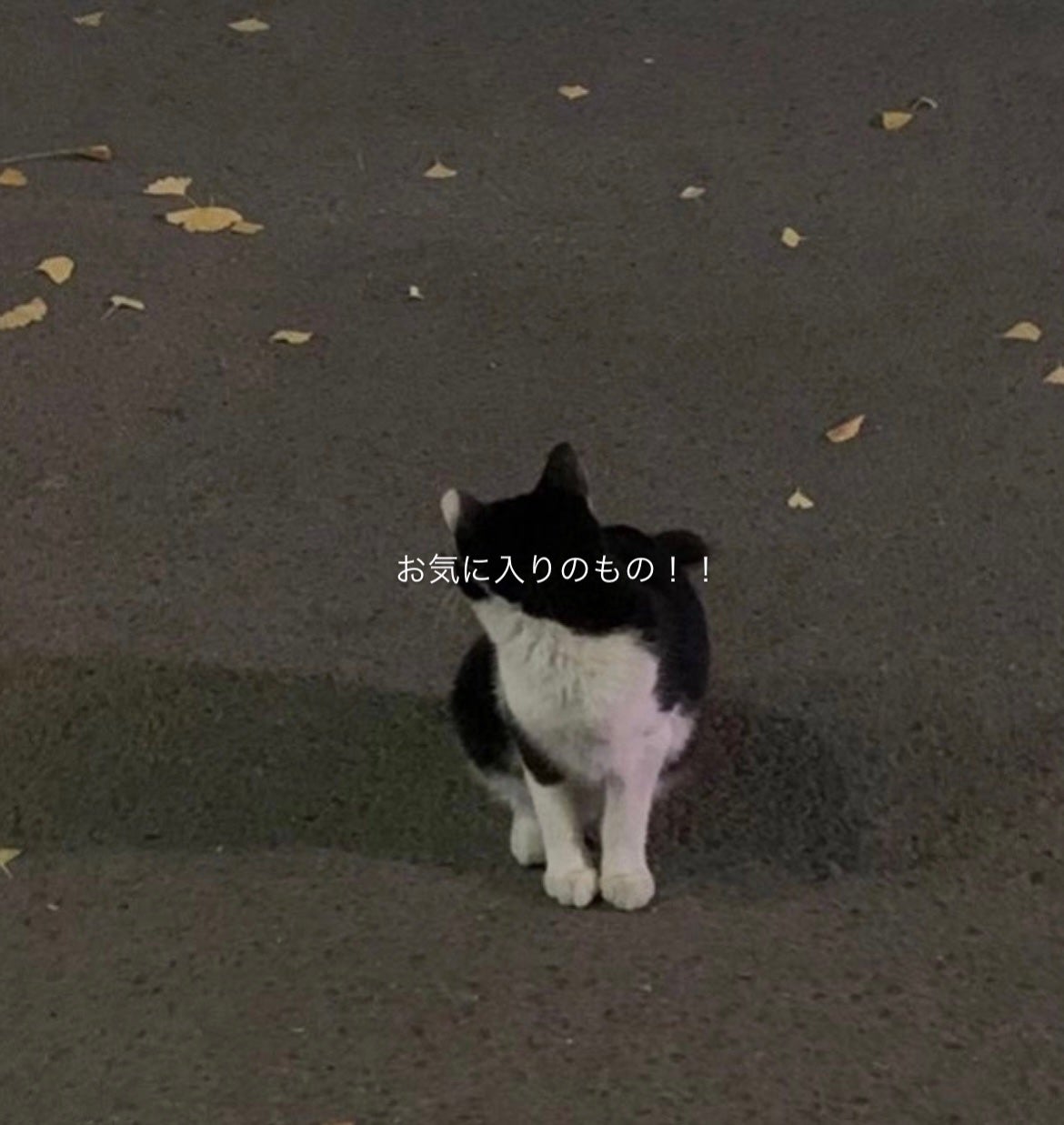 パウダー&ペンシル アイブロウEX/excel/アイブロウペンシルを使ったクチコミ(1枚目)