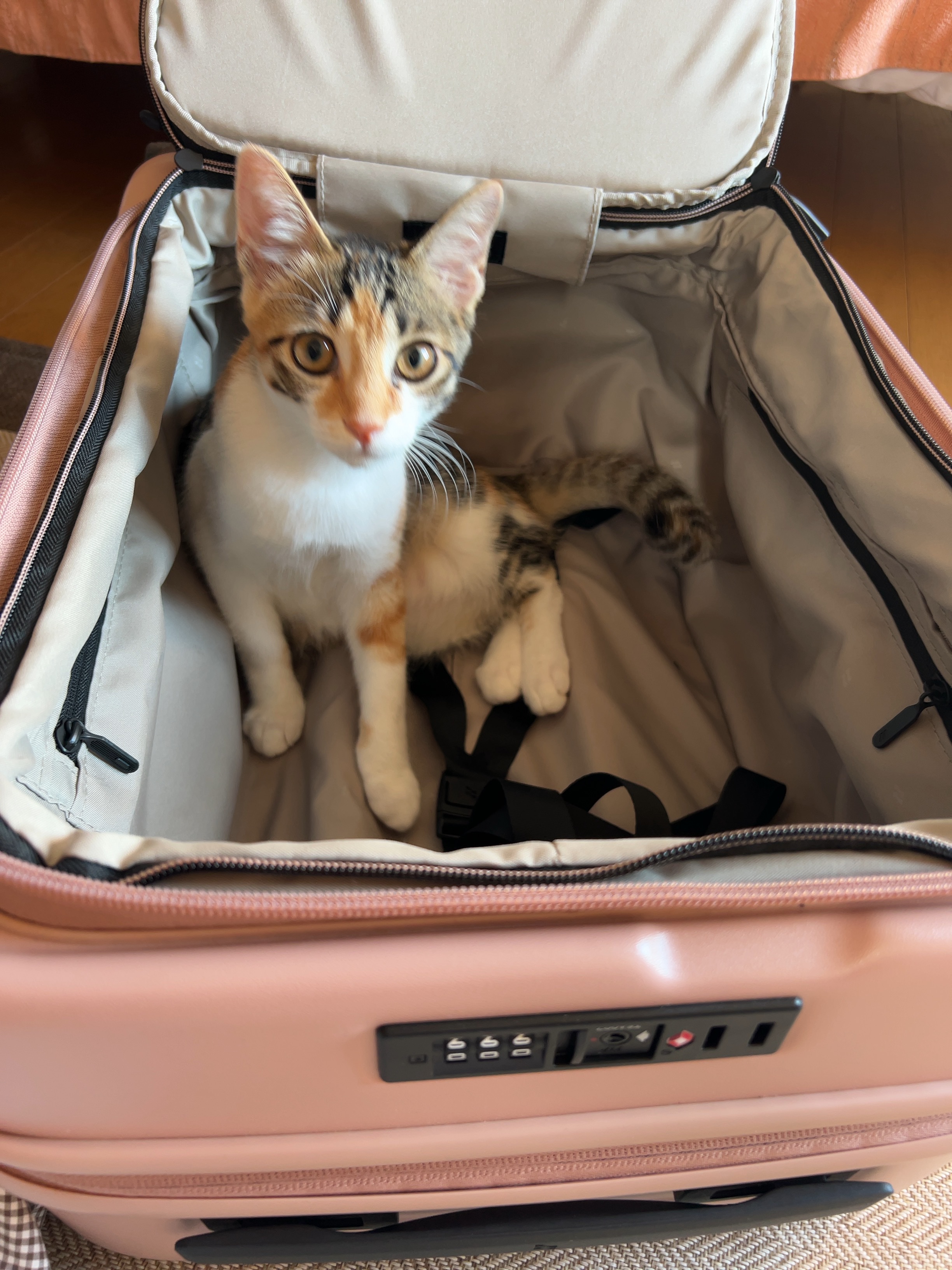 ハッピーデオ フェイスシート リフレッシュミント クリアフルーティ/マンダム/フェイスシートを使ったクチコミ（3枚目）