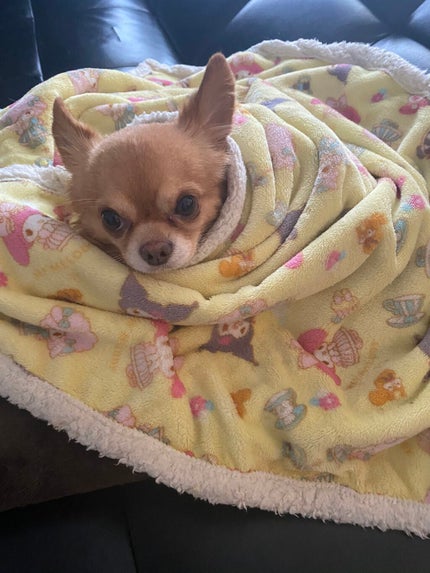 ぷぅぴぃ《紫コス部💜💗》 on LIPS 「断捨離しながら、投稿します!!皆さんとおそろいアイテムが色々あ..」(7枚目)