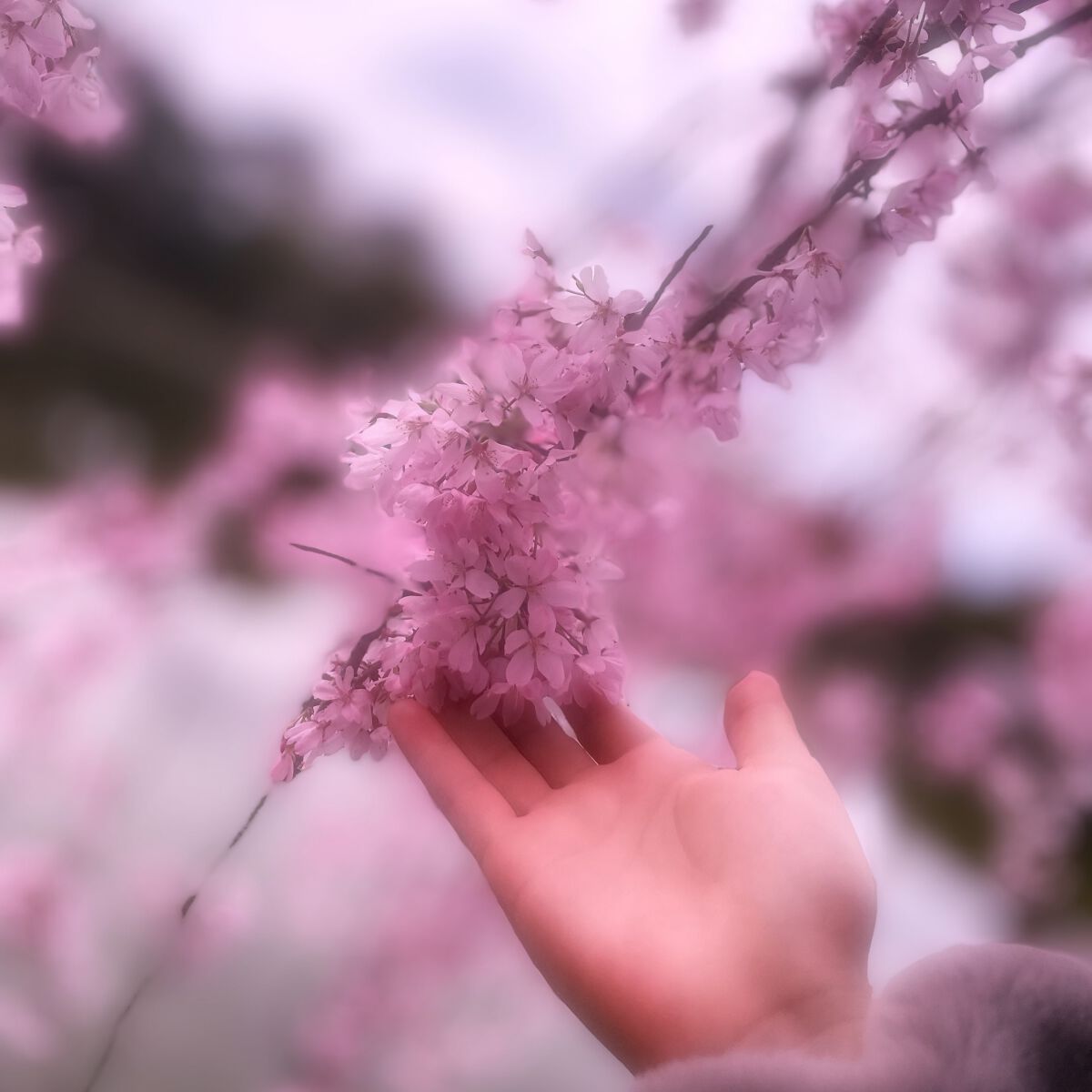 アルプロ オーツ/ALPRON/オーツ・アーモンドミルクを使ったクチコミ（2枚目）