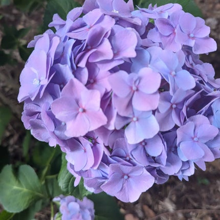 ブレンディングムードチーク/dasique/パウダーチークを使ったクチコミ(6枚目)