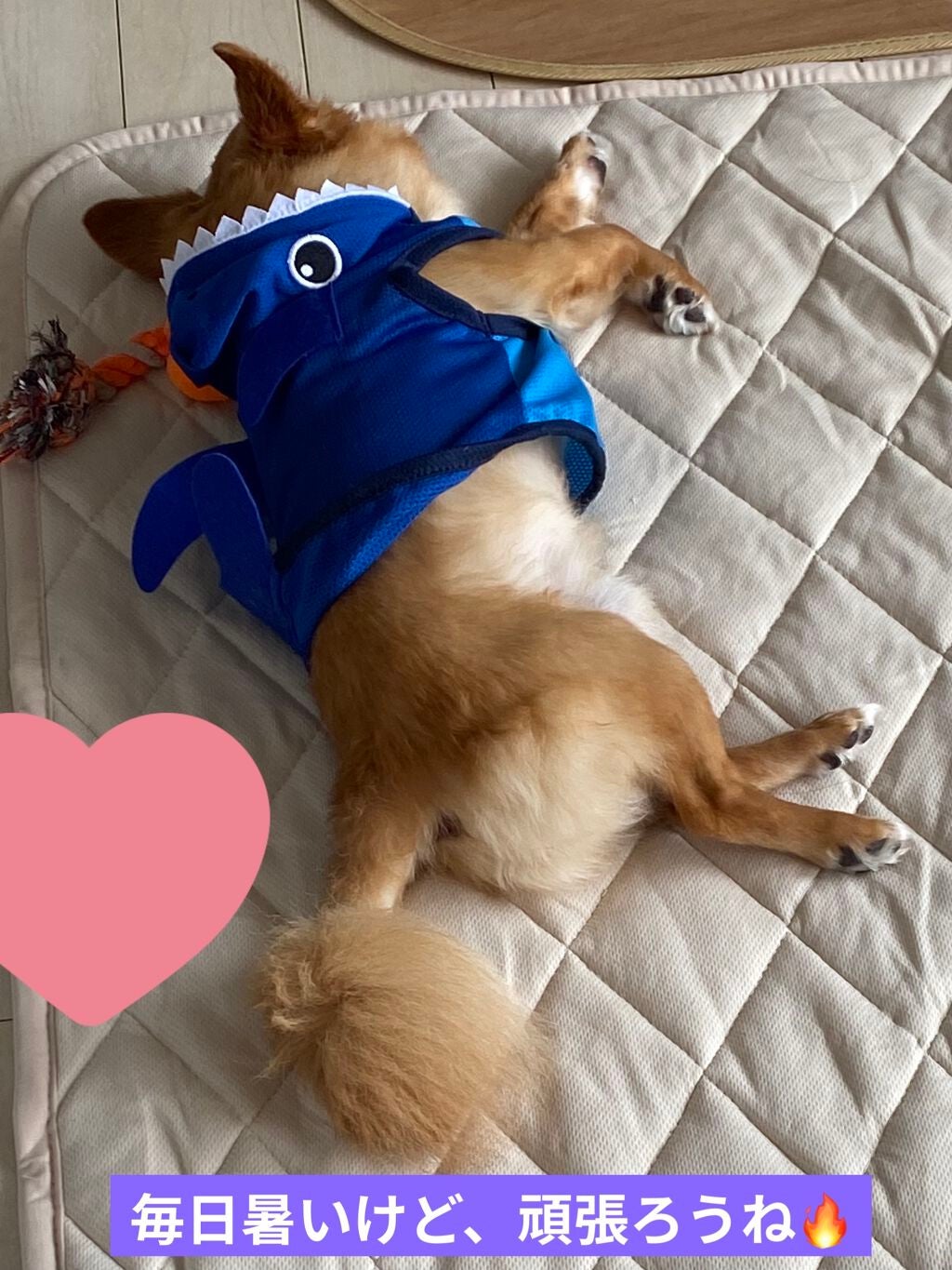 プロ アイ パレット/CLIO/アイシャドウパレットを使ったクチコミ(7枚目)