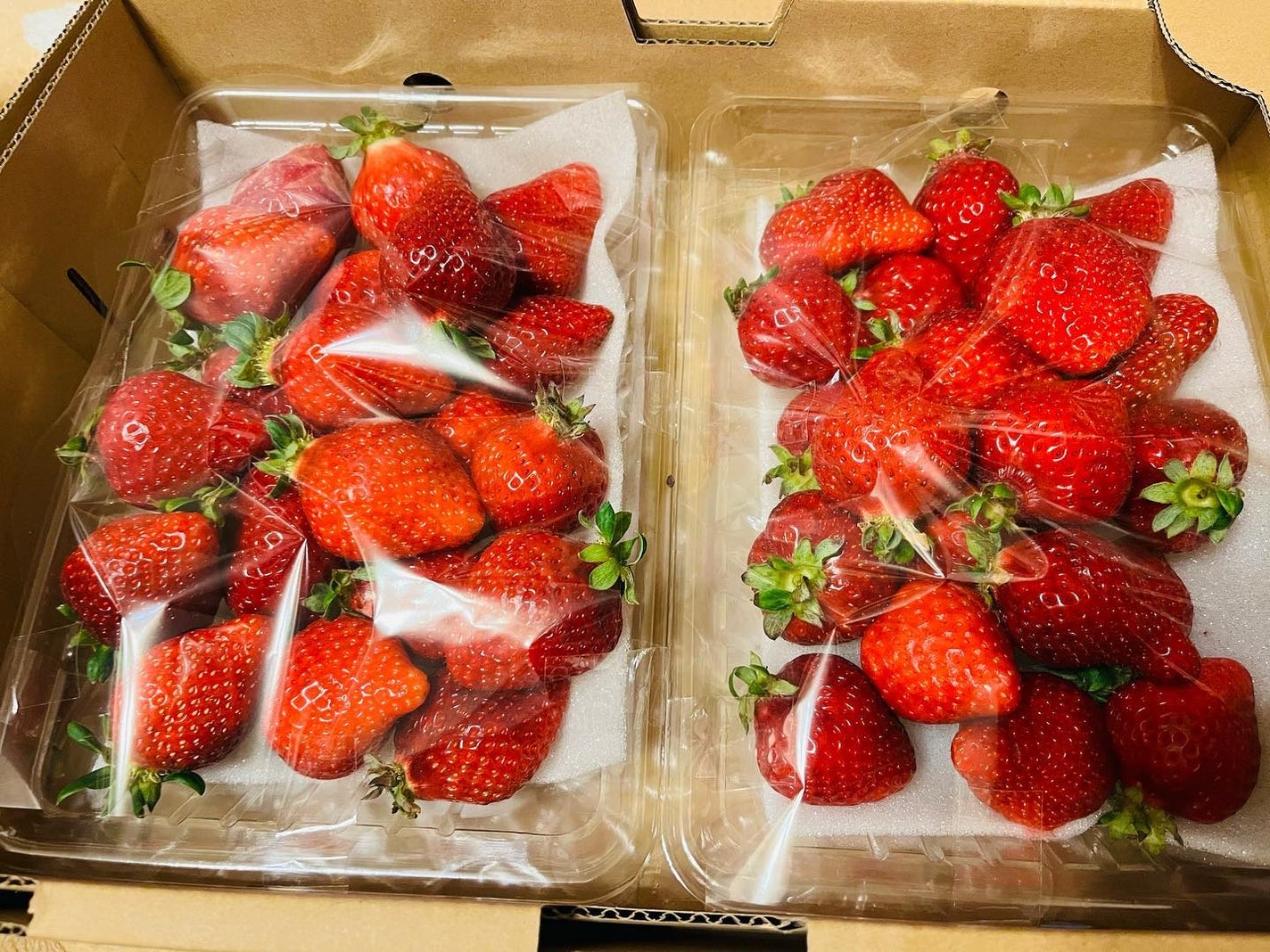 chiekotan on LIPS 「福岡・楽農ファームたけしたのギフト用完熟あまおうをお取り寄せ🍓..」(2枚目)