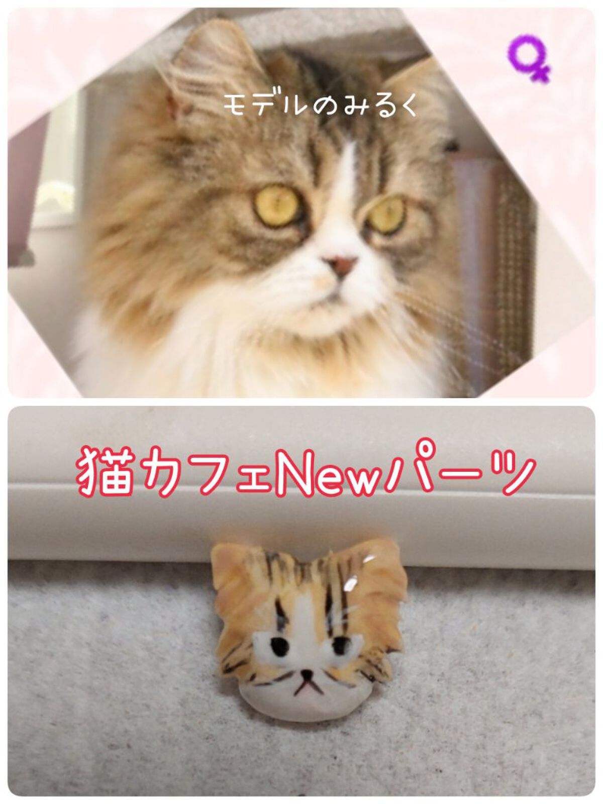 クレイジェル Clay 01/ネイル工房/ジェルネイルを使ったクチコミ（1枚目）