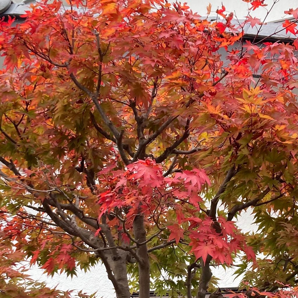 カラフルネイルズ/キャンメイク/マニキュアを使ったクチコミ(6枚目)