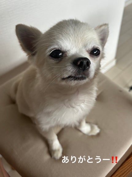 ルミナス シルク グロー ブラッシュ/ジョルジオ アルマーニ ビューティ/パウダーチークを使ったクチコミ(6枚目)