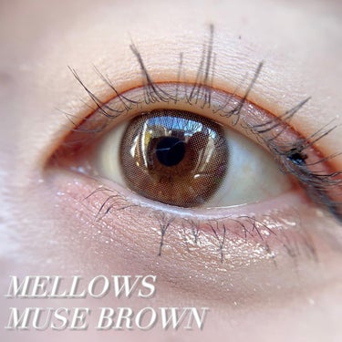 メローズワンデーミューズブラウン(Mellows 1day Muse Brown)/OLOLA/ワンデー（１DAY）カラコンを使ったクチコミ（3枚目）