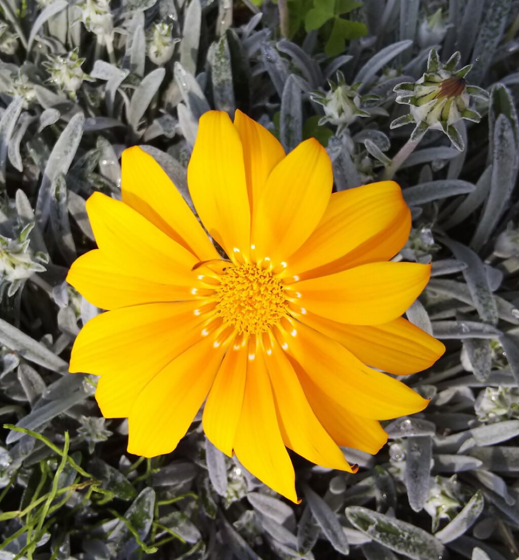 （旧）プレスド アイシャドー (レフィル)/shu uemura/単色アイシャドウを使ったクチコミ（3枚目）