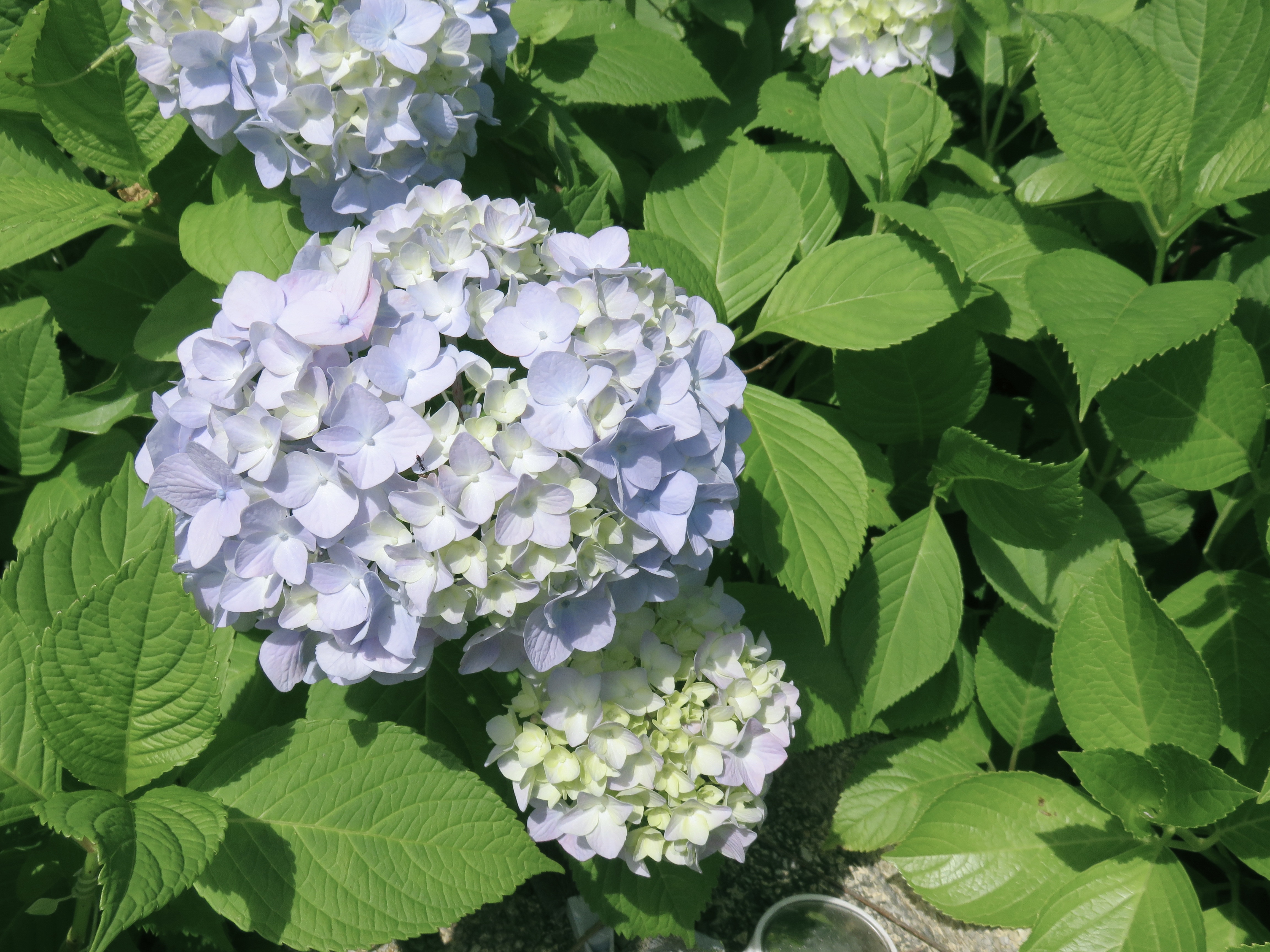 パル カラージェル/キャンドゥ/ジェルネイルを使ったクチコミ（3枚目）