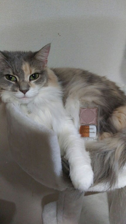 シェーディングパウダー/キャンメイク/シェーディングを使ったクチコミ(1枚目)