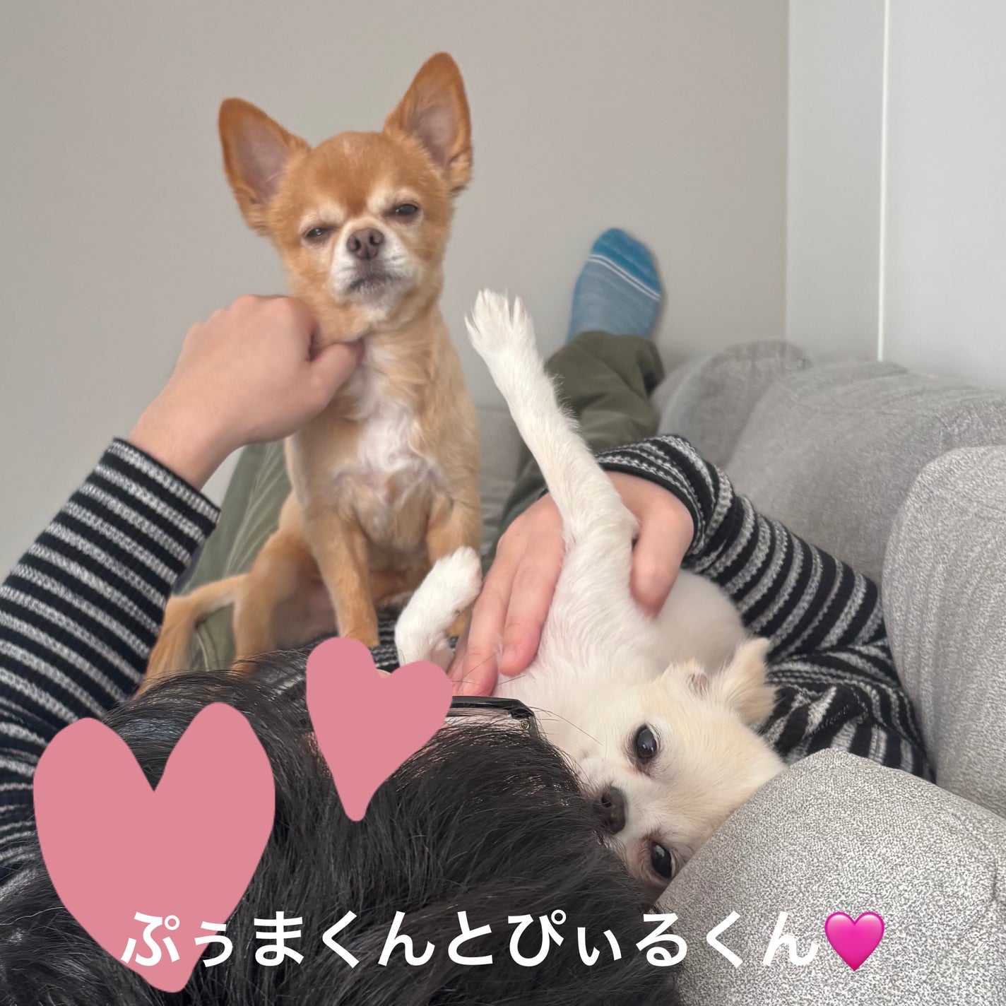 デリケートシルクベールアートプライマー/TFIT/化粧下地を使ったクチコミ(5枚目)