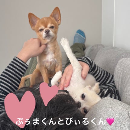 デリケートシルクベールアートプライマー/TFIT/化粧下地を使ったクチコミ(5枚目)