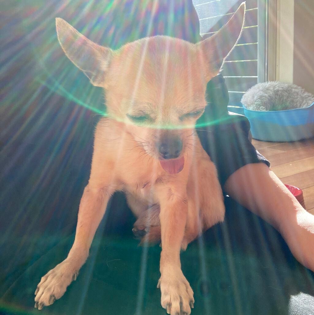 しに子ちゃん on LIPS 「前髪切っちゃい♪ここしばらく伸ばしてたんだけど途中で一回挫折し..」(5枚目)