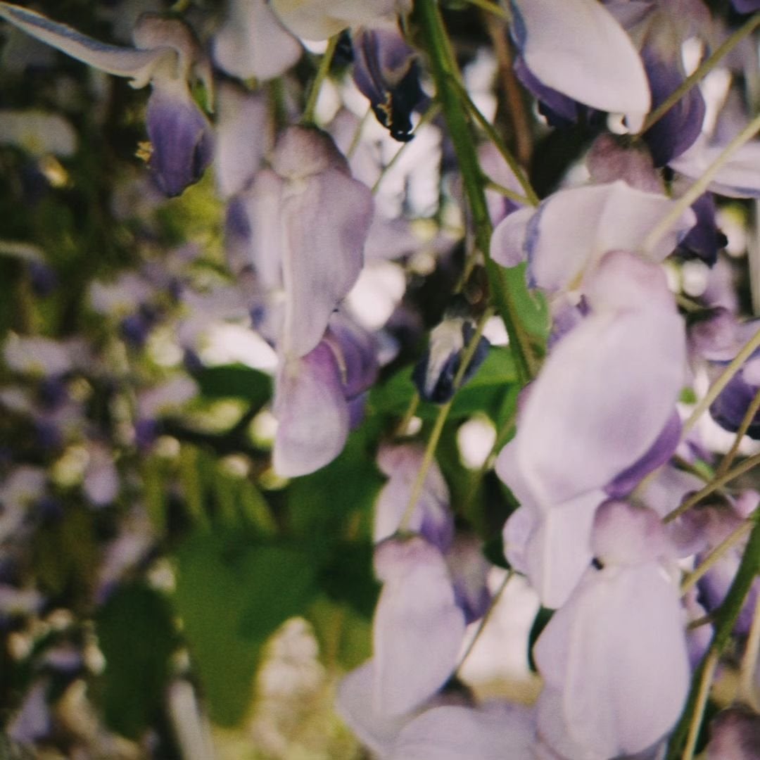 グリーンカーミングブルーレーションクリーンサンジェル/obsero/日焼け止めジェルを使ったクチコミ(2枚目)