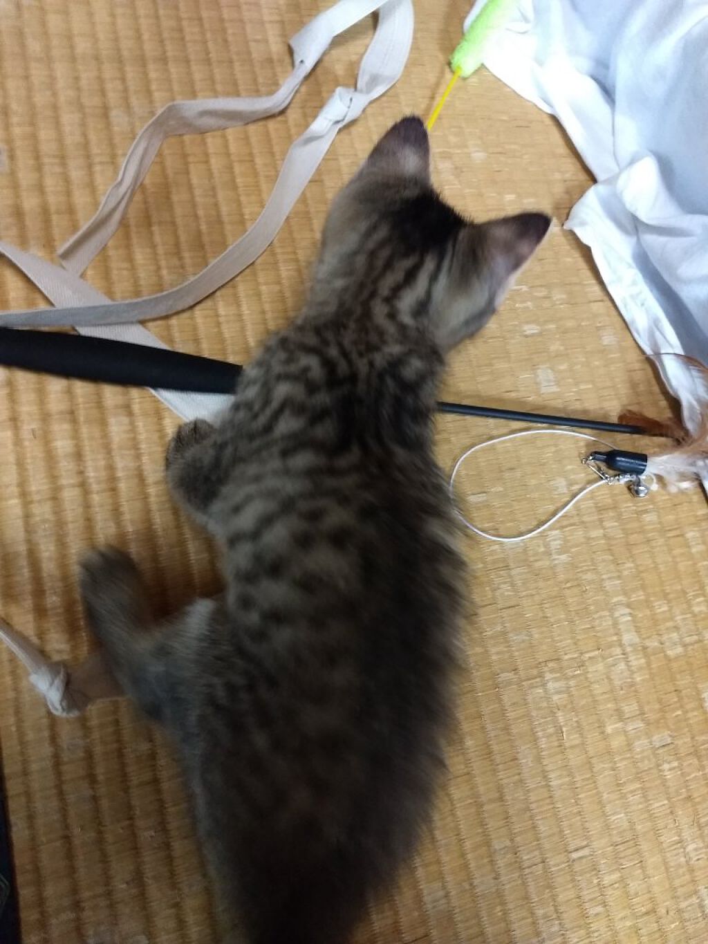 １日分の野菜/伊藤園/野菜ジュースを使ったクチコミ（3枚目）